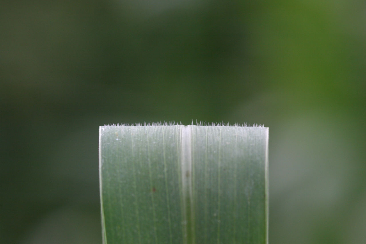 Giant Foxtail Leaf Surface